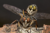 547755_wildlife-flys_2658921k.jpg