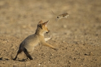 552401_A-Cape-fox-cub-plays-with-002.jpg