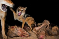 552402_A-group-of-jackals-fight--001.jpg