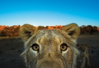 552407_A-lion-takes-a-closer-loo-015.jpg