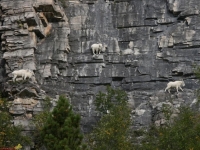 Goat-in-a-precarious-position-07.jpg