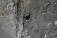 Goats-in-p...