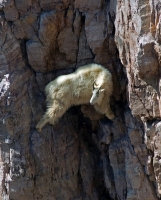 Goats-in-p...