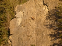 Goats-in-p...