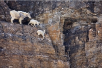 Goats-in-precarious-positions-10.jpg