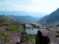 Goats-in-precarious-positions-11.jpg