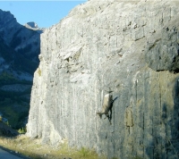 Goats-in-precarious-positions-12.jpg