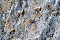 Goats-in-precarious-positions-013.jpg