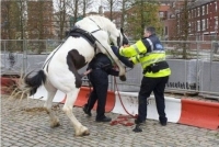 horse fucks police