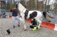 horse fucks police